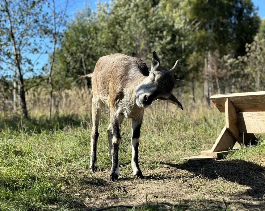 Фото Эко-ферма Тишь да Крышь - Зоопарки / Фермы / Океонариумы в Москве | Досугатор